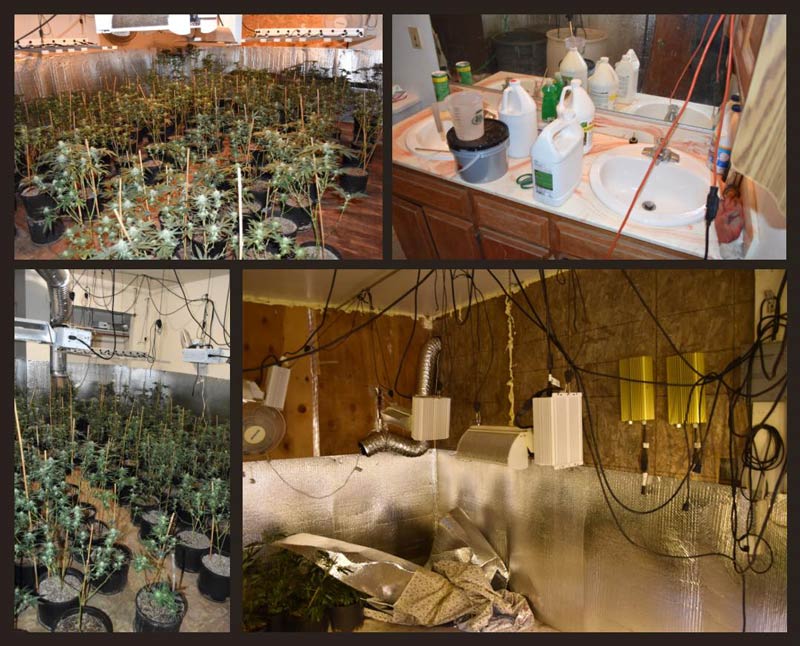 PCSO marijuana plants