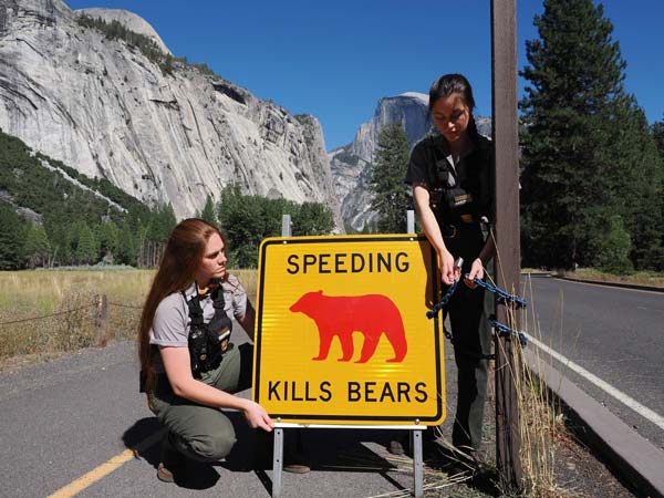 YNP bears 4
