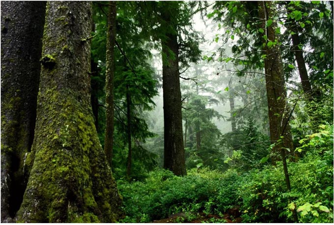 forest David Patte USFWS