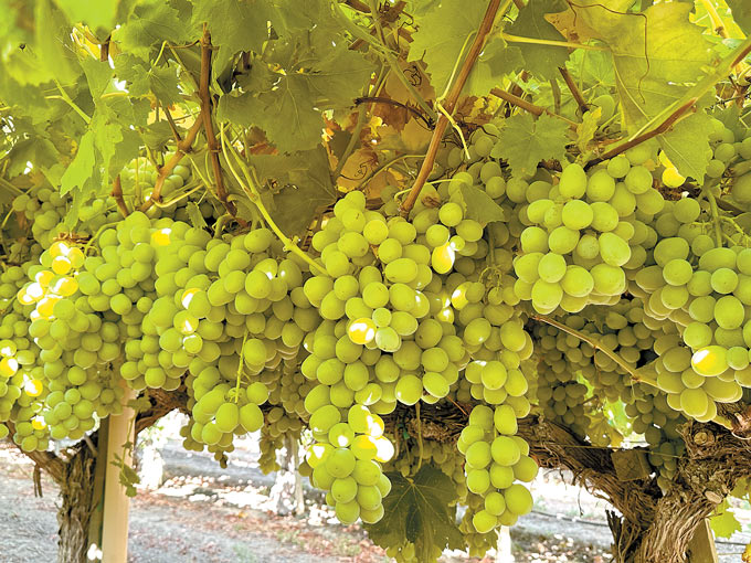 grapes California Table Grape Commission