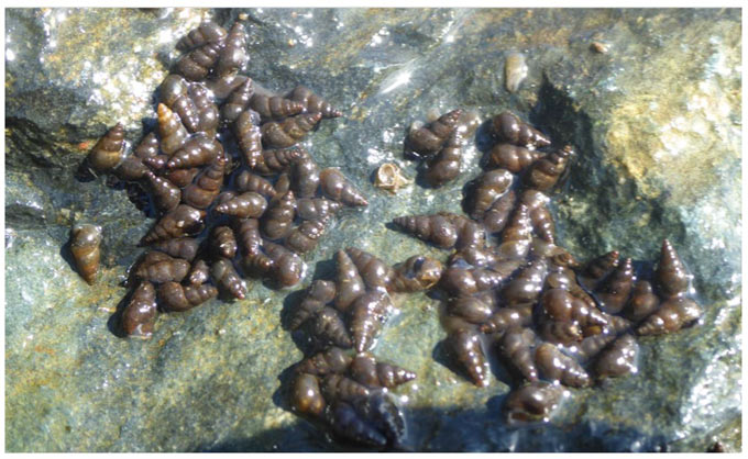 new zealand mud snails cdfw