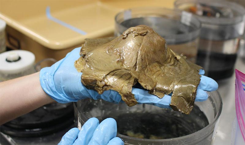 orb specimen noaa alaska