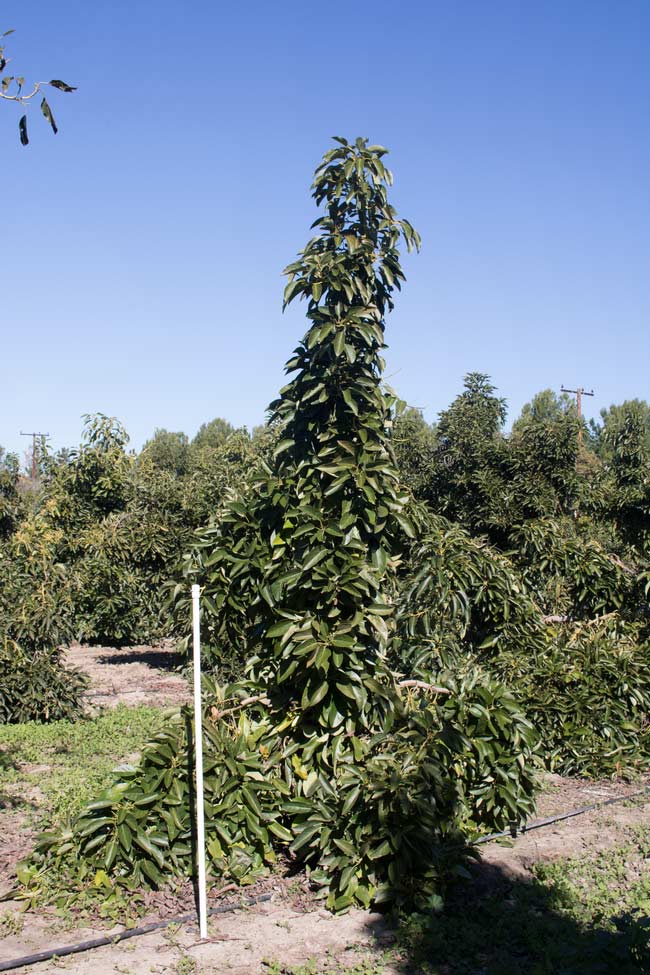 ucanr93.3