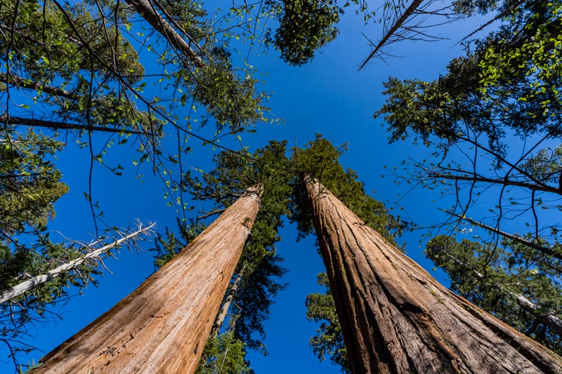 Calaveras Big Trees Sky Resize