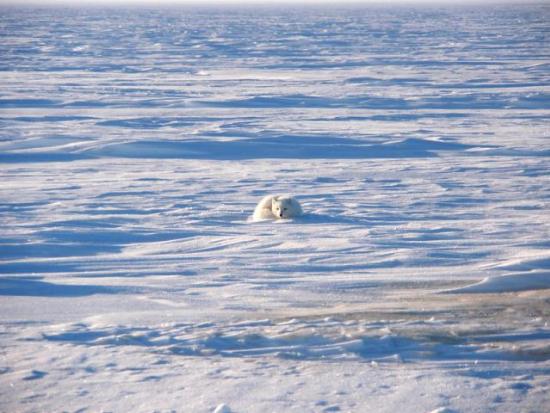blm ak npra arctic fox svejnoha