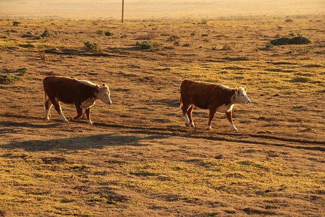 california farmland sunset 322840 640