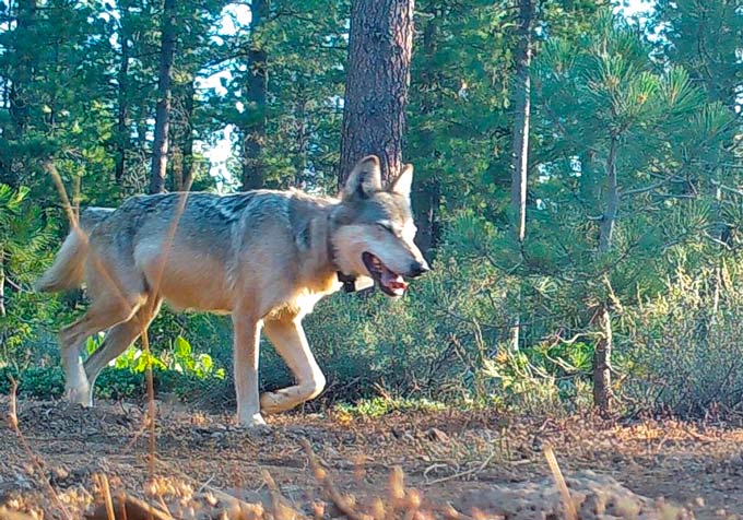 wolf california department of fish and wildlife