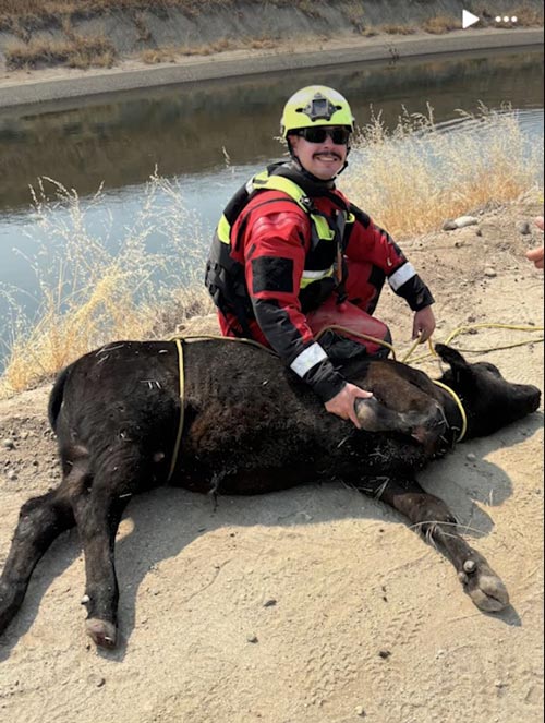 FCSO cow 2