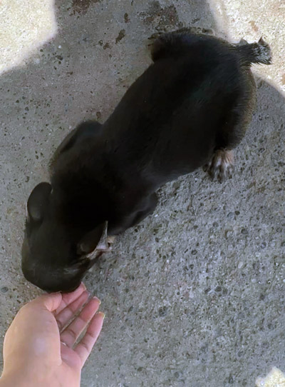 FCSO pup 3
