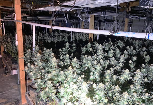 KCSO marijuana 3