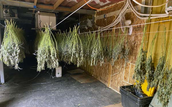 KCSO marijuana 5