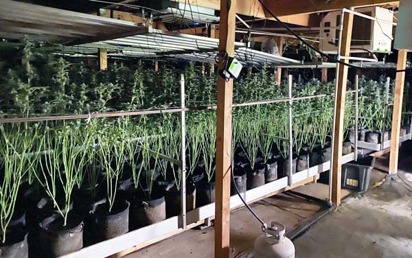 KCSO marijuana 6