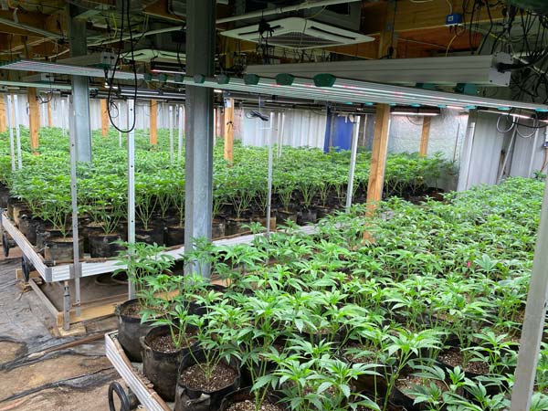 KCSO marijuana 8