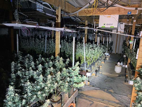 KCSO marijuana 9