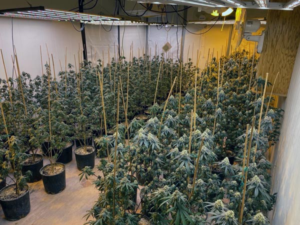 Merced SO marijuana 1