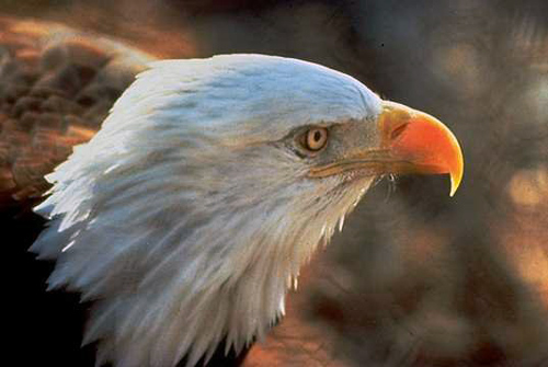 RSBaldEagle LeeEmery USFWS