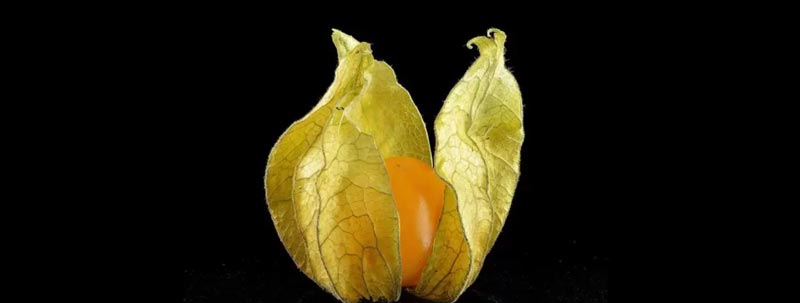 groundcherry credit Ivar Leidus