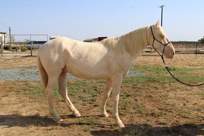 horse blm adpotion