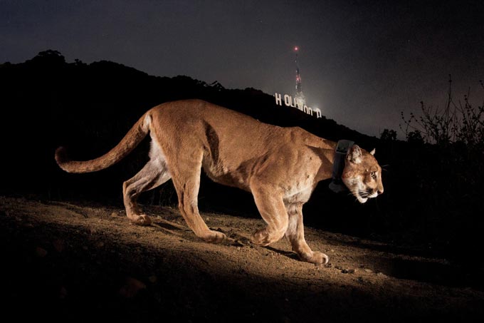 mountain lion P22 Hollywood sign credit Steve Winter