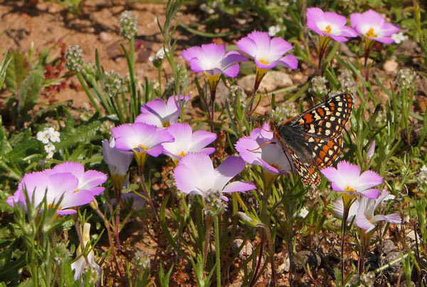 CBD RSQuino checkerspot butterfly Roger Hamilton