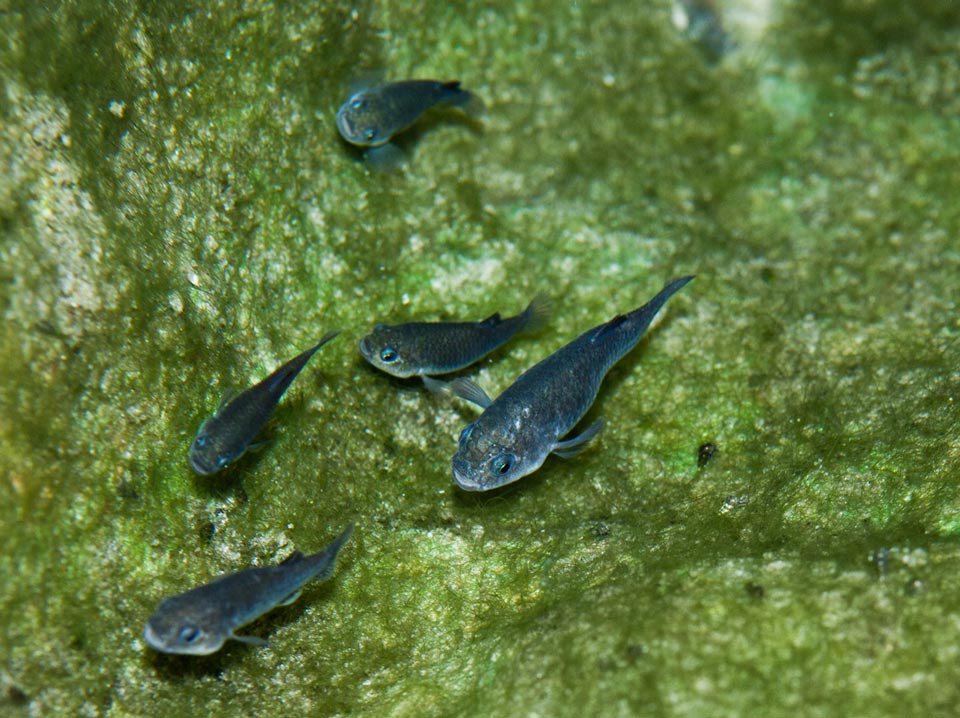 Devils Hole pupfish Photo credit USFWSOlin Feuerbacher