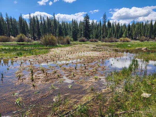 NPS Ackerson Meadow 02