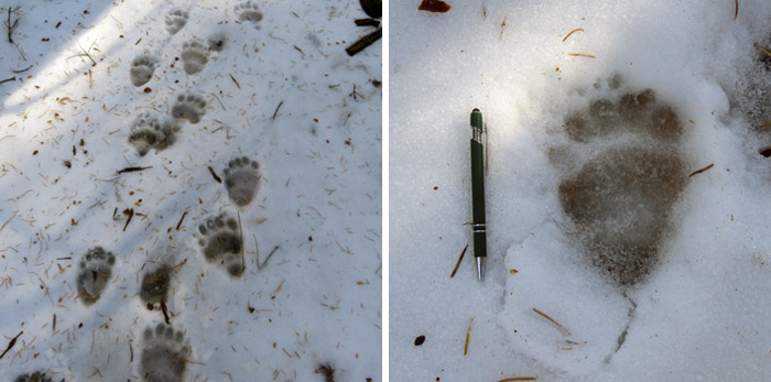 NPS bear prints 1