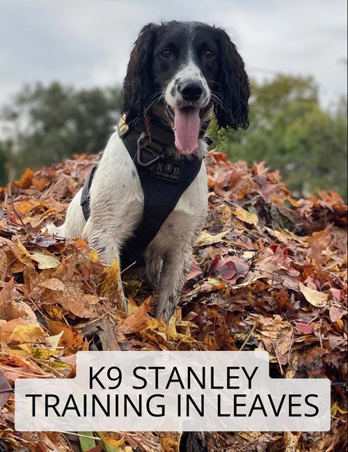 PCSO K9 Stanley