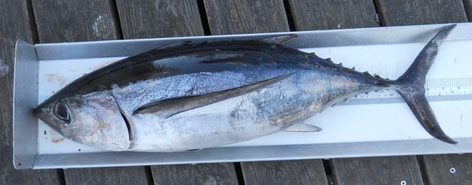 albacore tuna credit cdfw