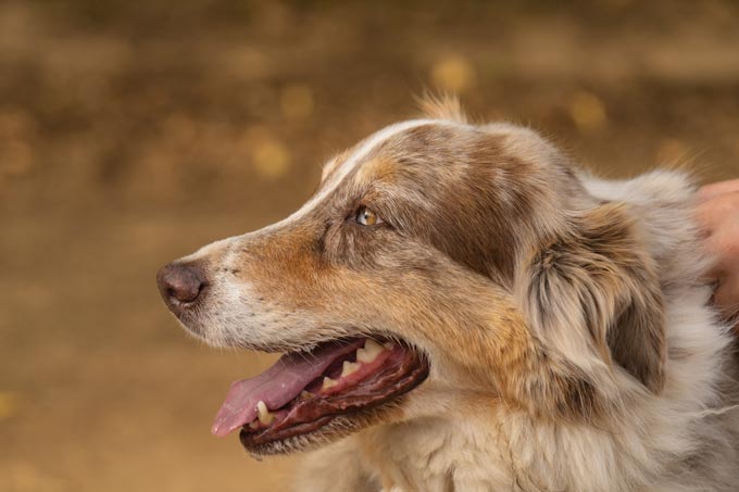 cafarmbureau1210.1 0076 FarmDog2024 KaydenceErickson