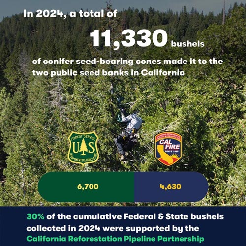 cal fire forest 3
