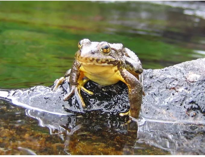 mountain yellow legged frog credit nps