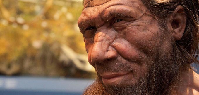 neanderthal model