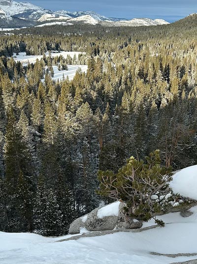 yosemite12220.1The Whitebark Pine tree December 13 2024
