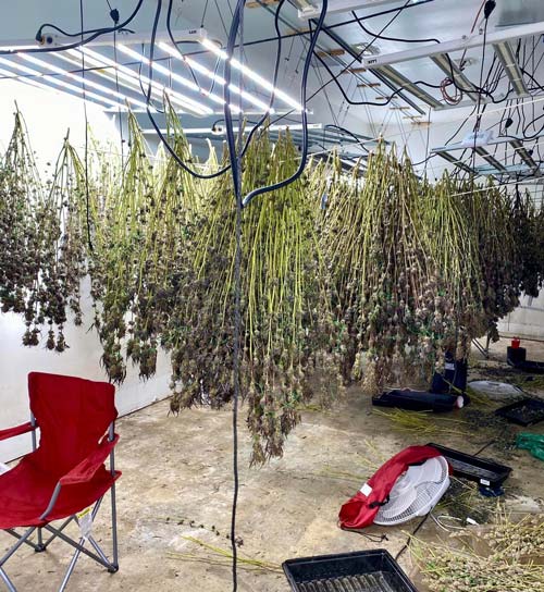 KCSO marijuana 2