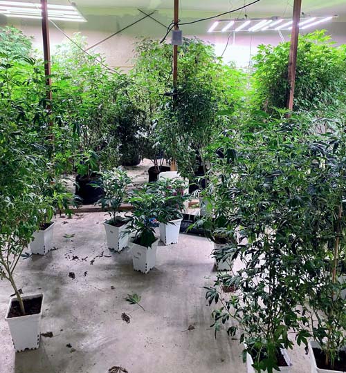 KCSO marijuana 4