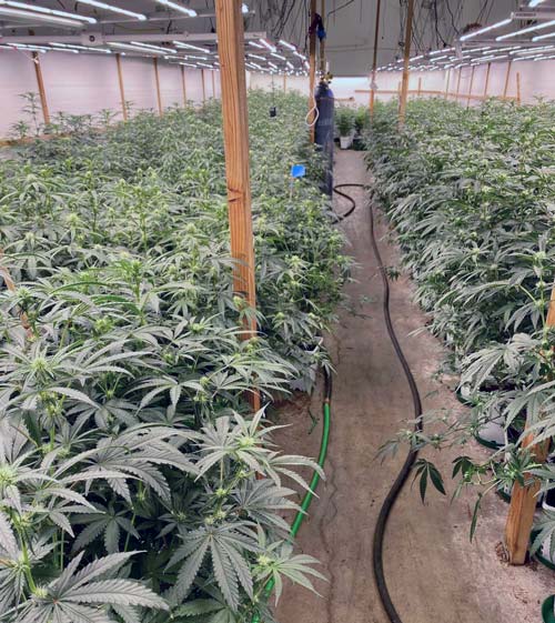KCSO marijuana 5