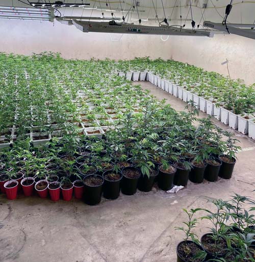 KCSO marijuana 6
