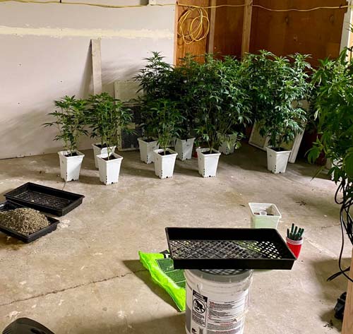 KCSO marijuana 7