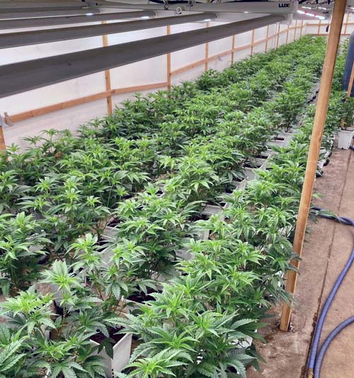 KCSO marijuana 8