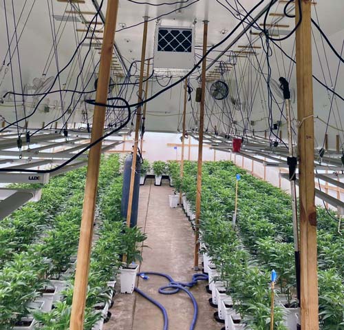 KCSO marijuana 9