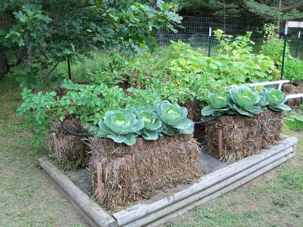 MG Straw bale Gardening