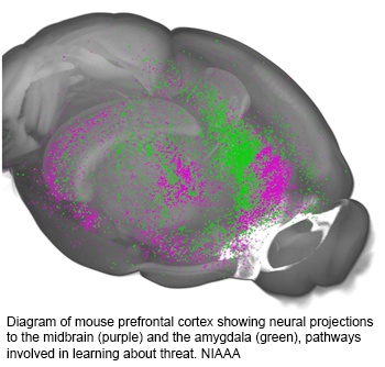 NIH 20240212 brain