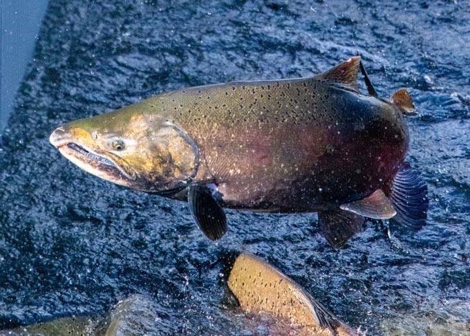 Salmon Marine cdfw
