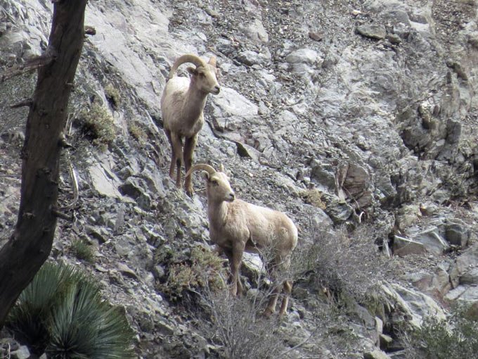 cdfw202 Bighorn sheep survey