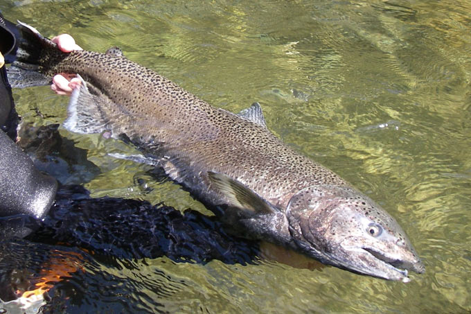 chinook salmon credit lisa thompson us davis