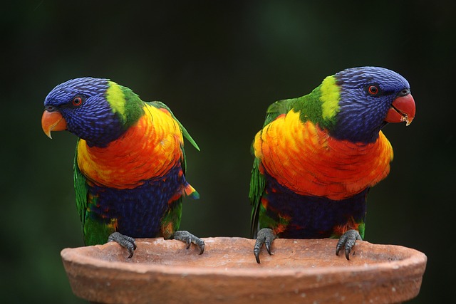 rainbow lorikeets birds 686100 640