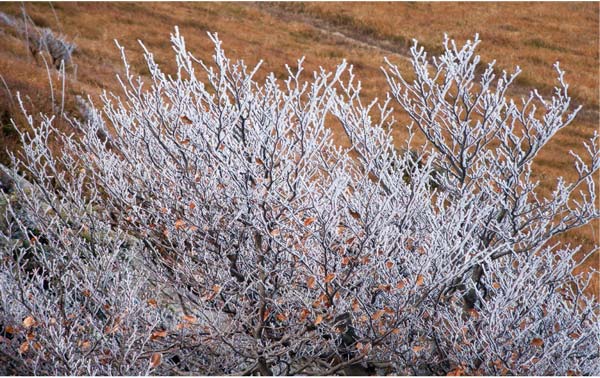 CAL FIRE Tree Shrub winter protection 0124 1