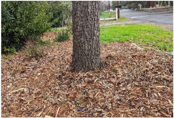 CAL FIRE Tree Shrub winter protection 0124 2