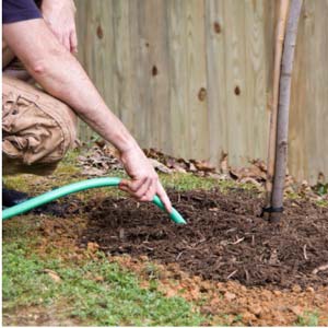 CAL FIRE Tree Shrub winter protection 0124 3